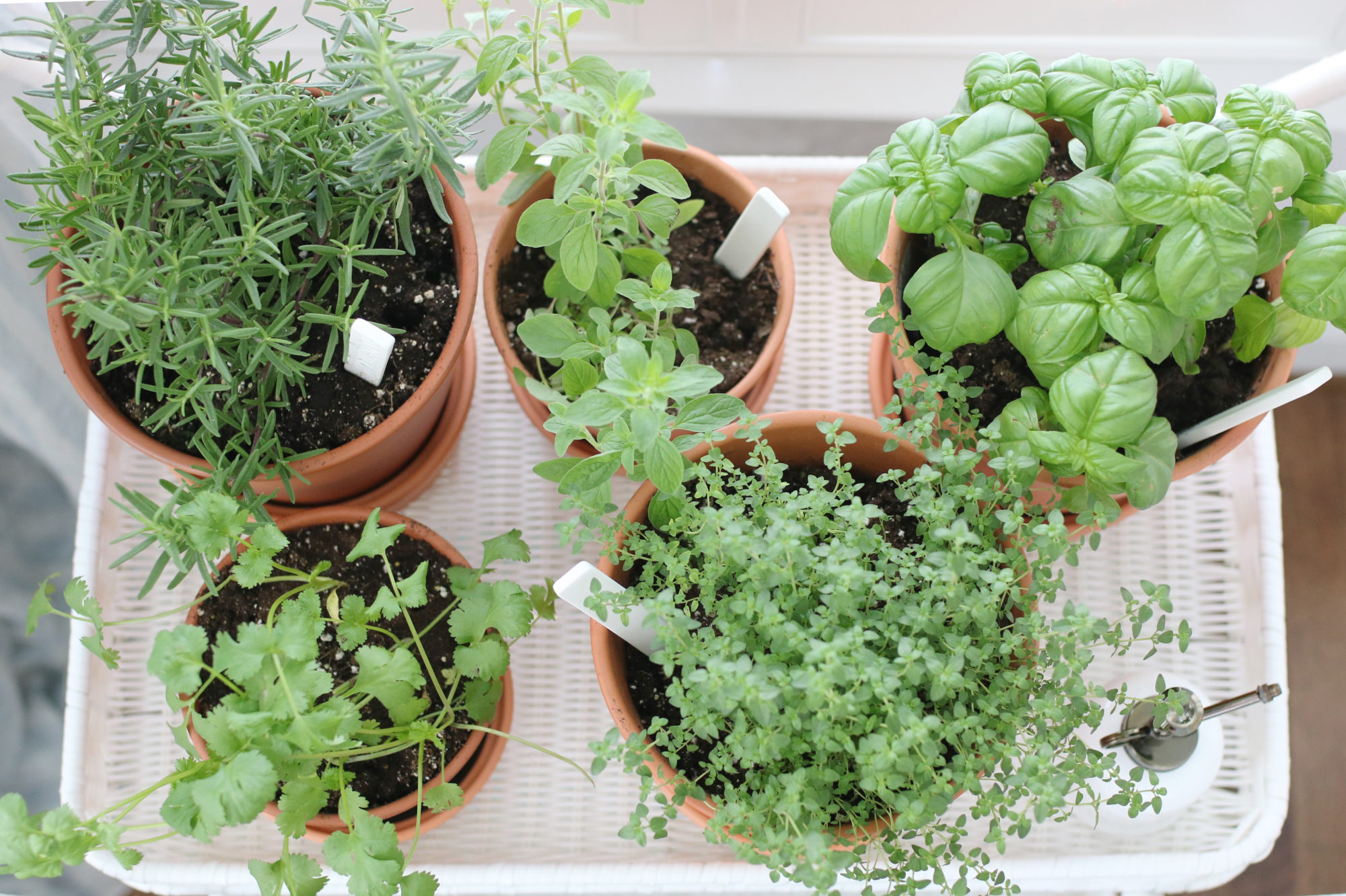 Indoor Herb Garden